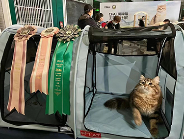 cfa/cca/ice/中猫会/ccle