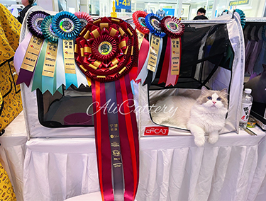 cfa/cca/ice/中猫会/ccle