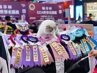 cfa/cca/ice/中猫会/ccle