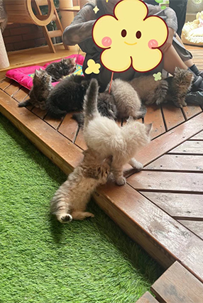 排队家长上门猫舍