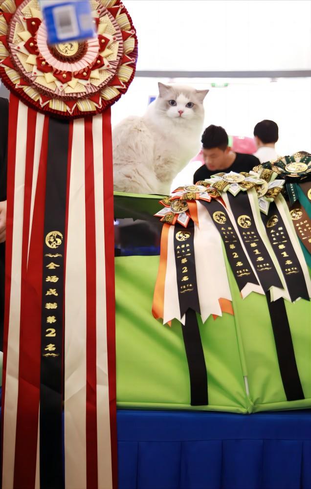 cfa/cca/ice/中猫会/ccle