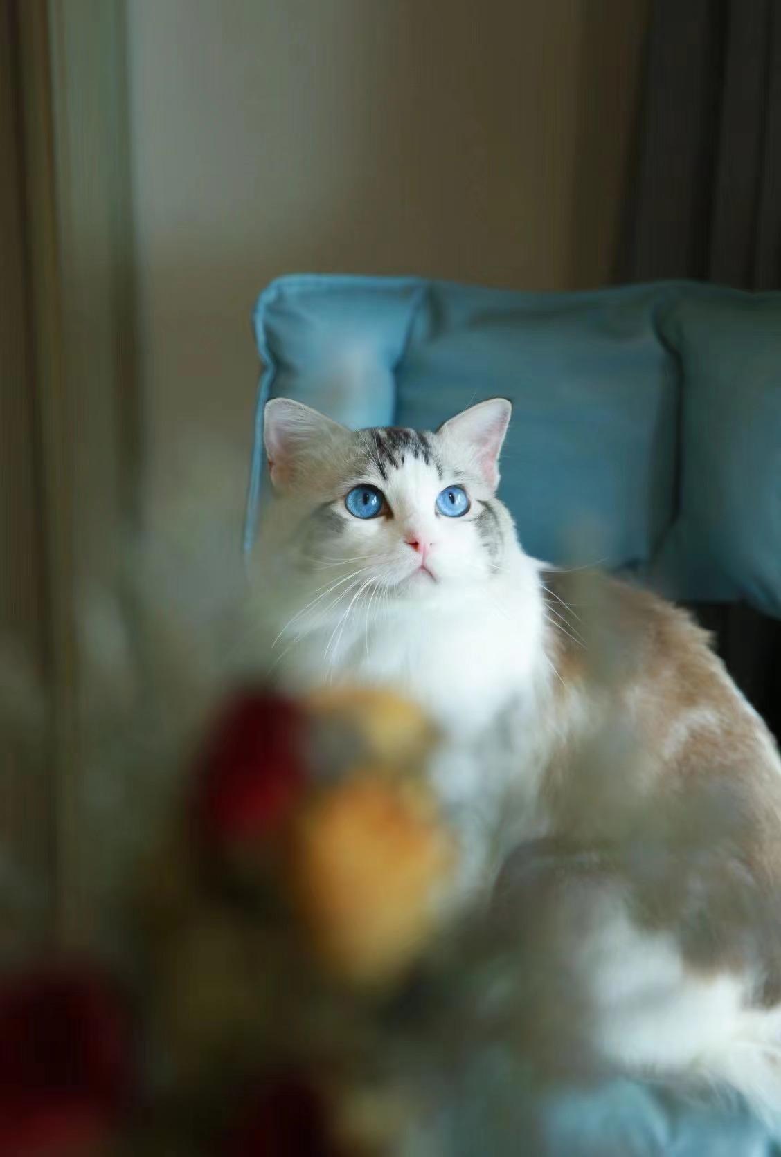 重庆回访家长秀