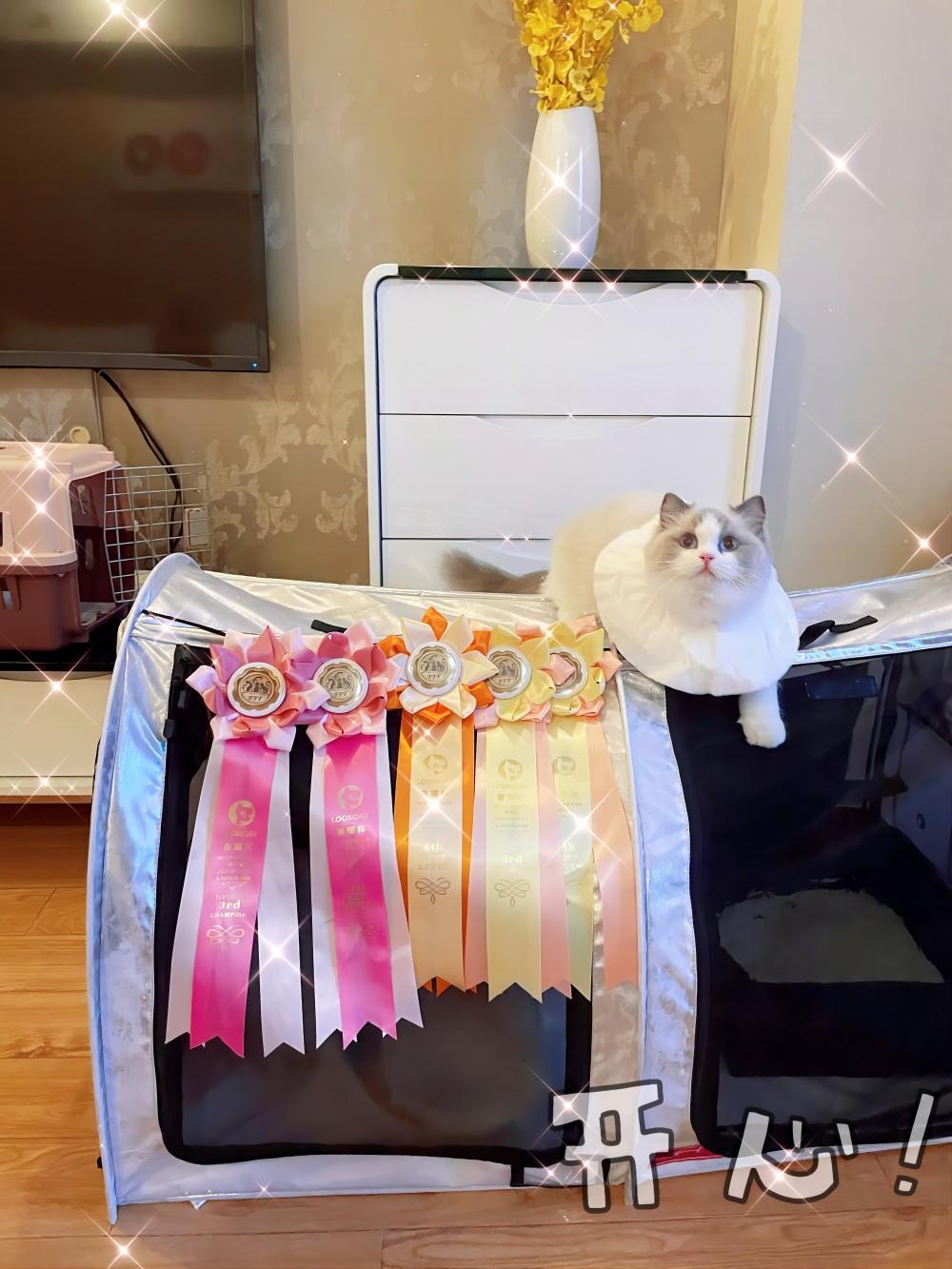 cfa/cca/ice/中猫会/ccle