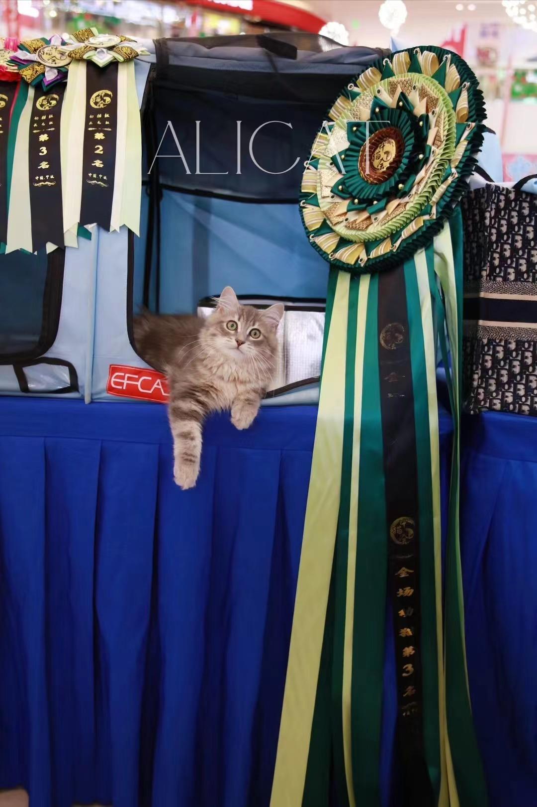 cfa/cca/ice/中猫会/ccle