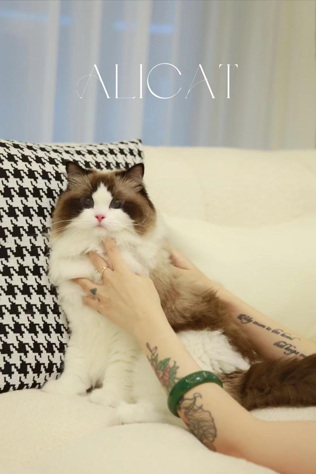 上海回访家长秀